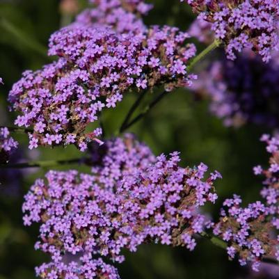 Verbena bonariensis Vanity