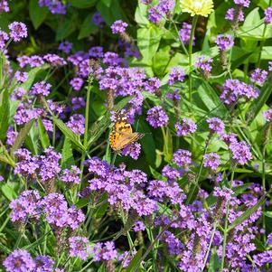 Verbena rigida Dazzling Nights