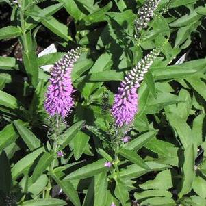 Veronica longifolia Eveline