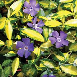 Vinca Illumination