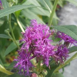 Vernonia fasciculata 