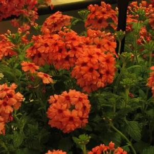 Verbena Lascar™ Mango Orange