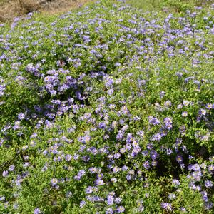 Aster oblongifolius October Skies