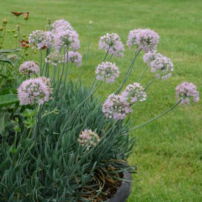 Allium Senescens Blue Eddy