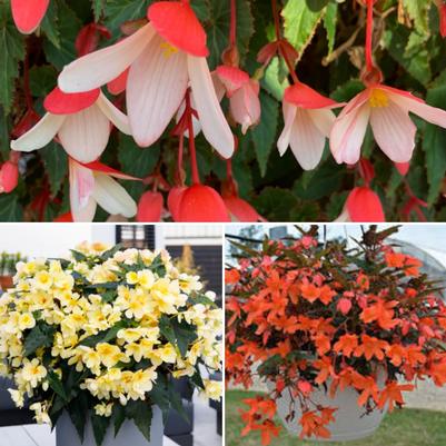 Begonia Boliviensis-Assortment