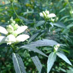 Chelone glabra