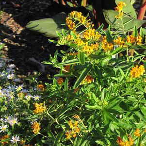 Asclepias tuberosa