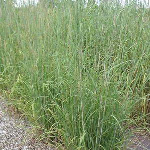Andropogon gerardii