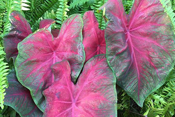 Photo courtesy of Florida Boys Caladiums