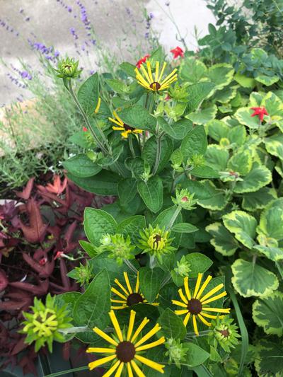 Rudbeckia 'Henry Eilers' - from Rush Creek Growers