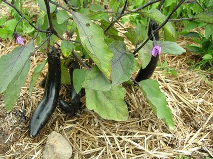 Eggplant Swallow