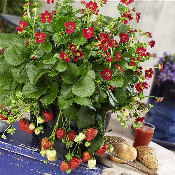 Strawberry Berri Basket™ 'Ruby Ann' - photo courtesy of Ball Seed