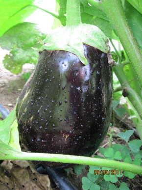 Eggplant Galine
