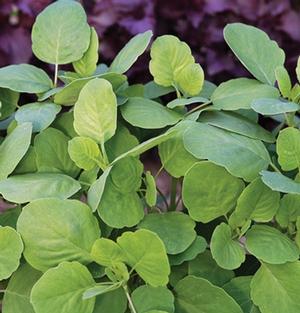 Courtesy Johnny's Select Seeds
