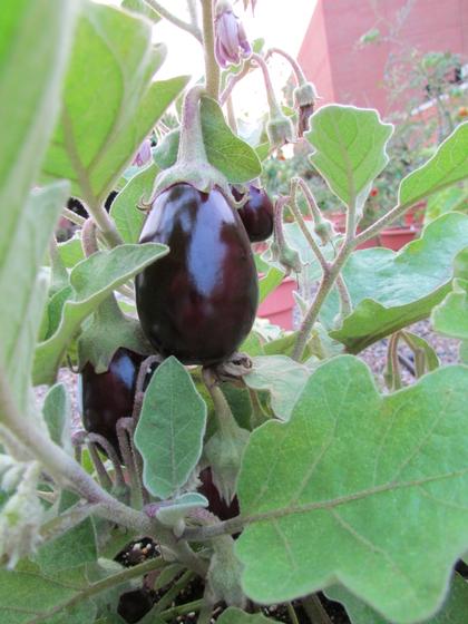 Eggplant Pot Black