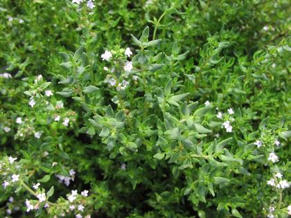 Thyme French