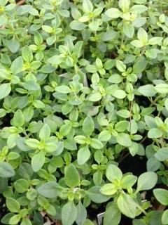 Thyme Lime