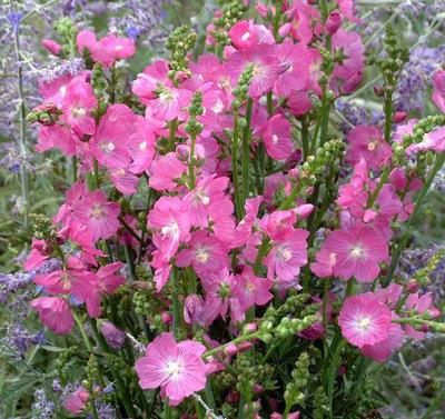 Photo courtesy of Missouri Botanical Garden Plant Finder