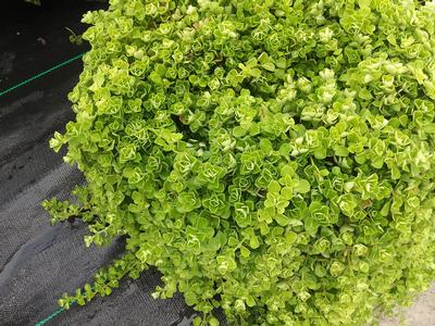 Pilea depressa 'Tiny Tears' - from Rush Creek Growers