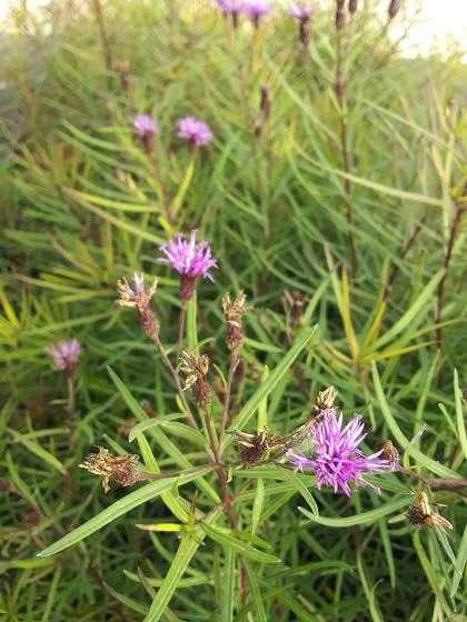 Vernonia 'Summer's Swan Song' - Ironweed from Rush Creek Growers