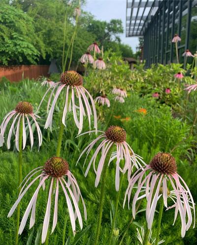 Courtesy Missouri Botanical Garden Plant Finder