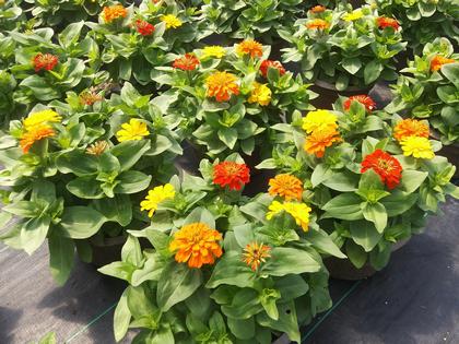 Marigold 'Magellan Mix' - from Rush Creek Growers