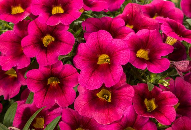 Photo courtesy of Green Fuse Botanicals