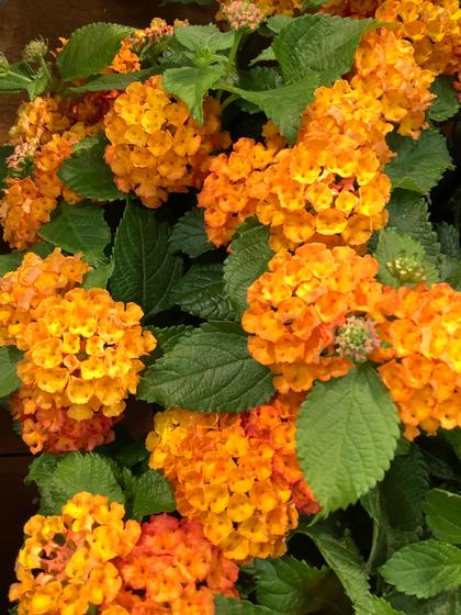 Lantana 'Shamrock™ Orange Flame' - from Rush Creek Growers