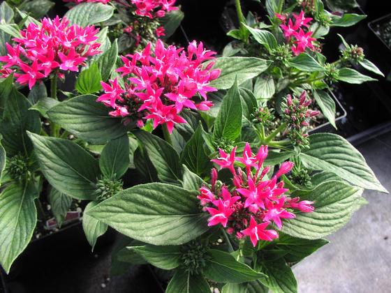 Pentas 'Starcluster™ Rose' - from Rush Creek Growers