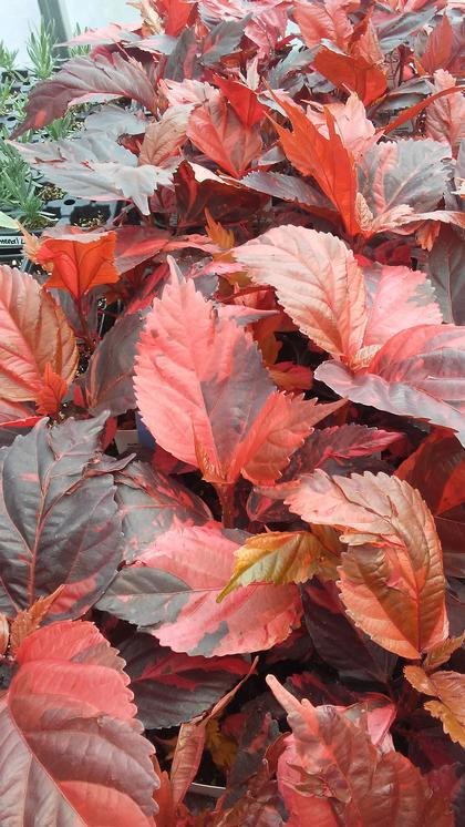 Acalypha 'Copper Leaf' - from Rush Creek Growers