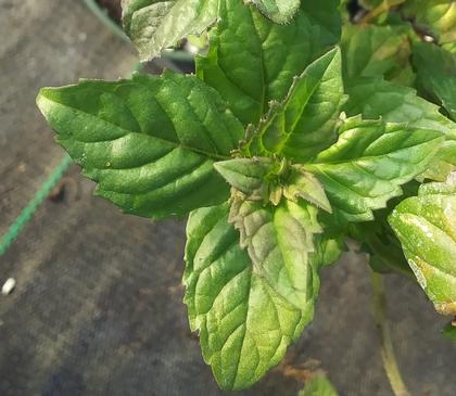 Mint 'Margarita®' - from Rush Creek Growers