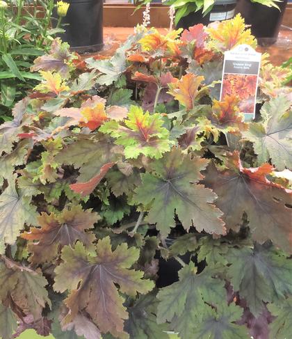 Heucherella 'Copper King' - Foamy Bells NEW 2023 from Rush Creek Growers