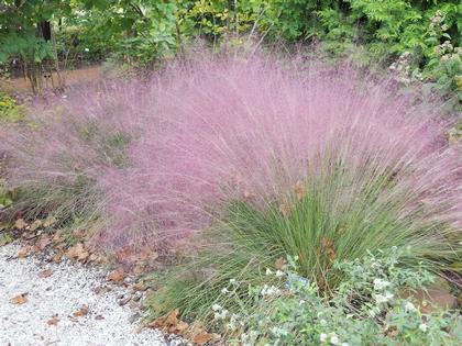 Muhlenbergia capillaris Pink Hair Grass