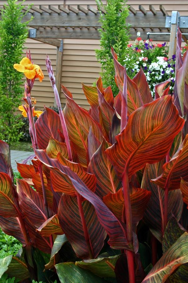 Canna 'Phasion' - Photo courtesy of GCM