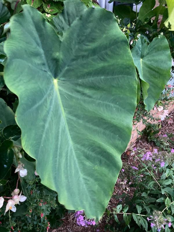 Colocasia 'Jack's Giant' - from Rush Creek Growers