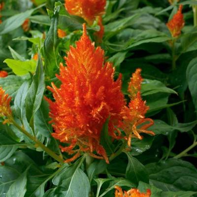 Celosia 'Flamma Orange' - Photo courtesy of Ball