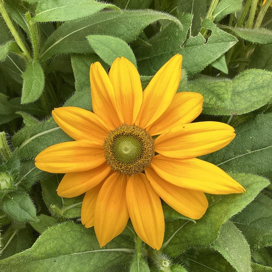 Rudbeckia 'Sunbeckia Ophelia' - from Bull Genetics