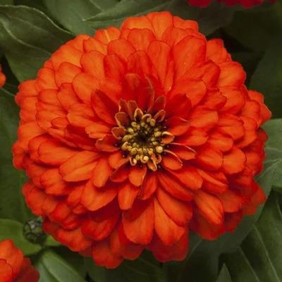 Zinnia 'Zydeco Orange' - Courtesy of Syngenta