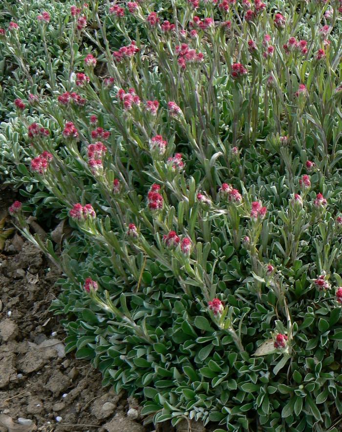 Antennaria dioica Rubra