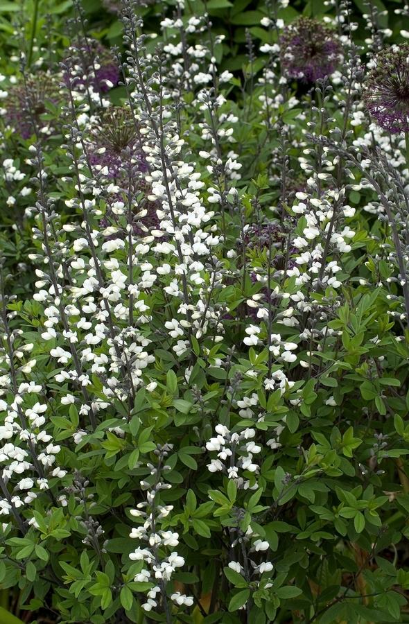 Baptisia alba - Wild Indigo photo-Garden Center Marketing