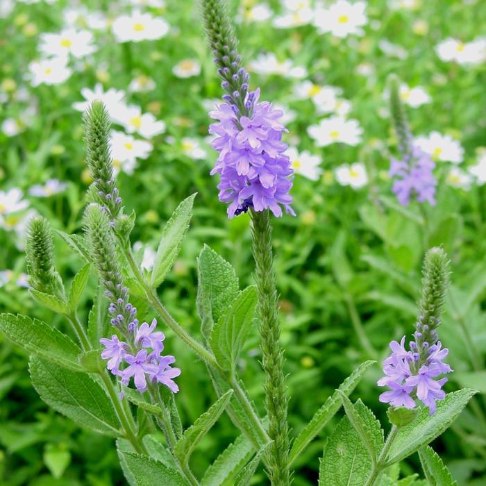 Verbena stricta 