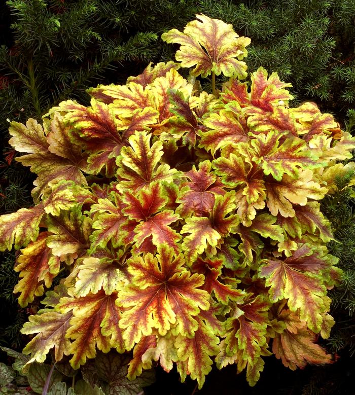 Heucherella Gold Zebra