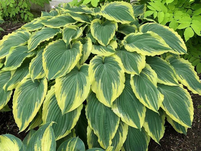 Hosta 'Drop-Dead Gorgeous' - Photo-Garden Center Marketing