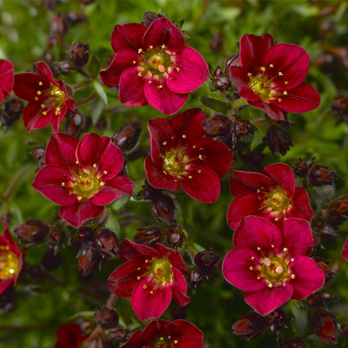 Saxifraga x arendsii Touran™ Deep Red Imp