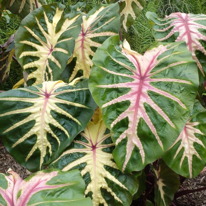 Colocasia esculenta Royal Hawaiian® Waikiki