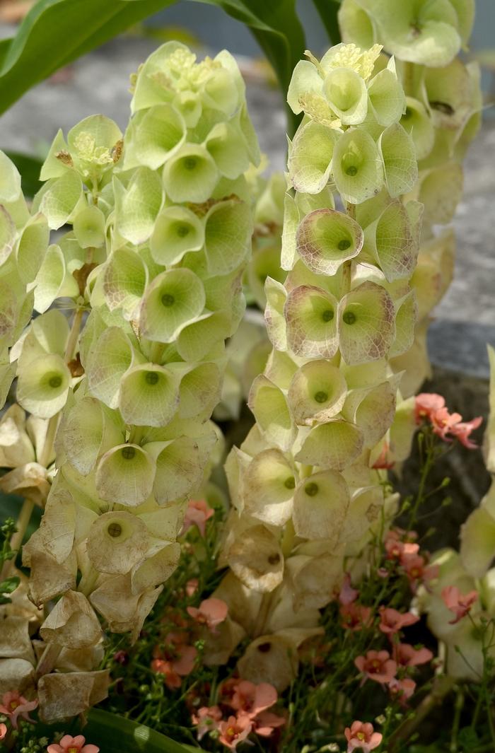 Moluccella laevis 