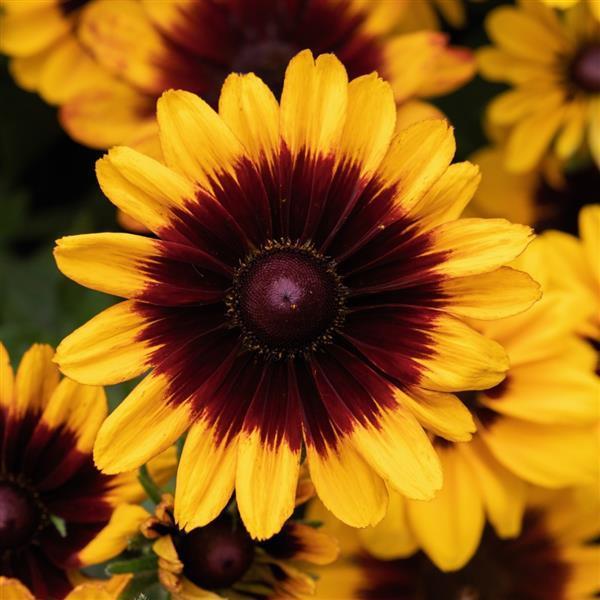 Rudbeckia hirta 'Pawnee Spirit' - Photo courtesy of Ball Seed