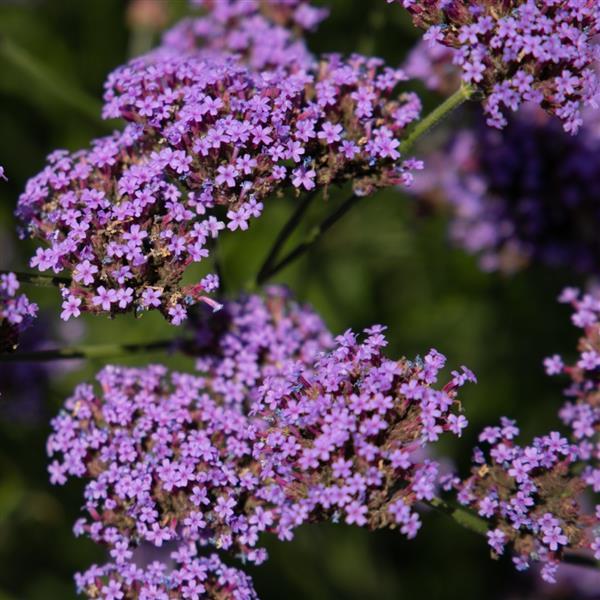 Verbena bonariensis 'Vanity' - photo courtesy of Ball Seed