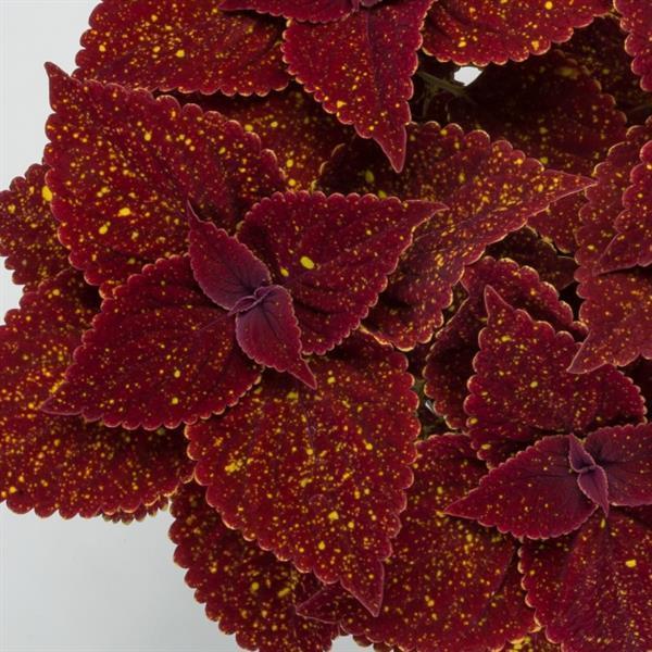 A maroon leaf with a splattering of yellow. Somewhat defined yellow on the tips of the scalloped edges. Sun tolerant.
