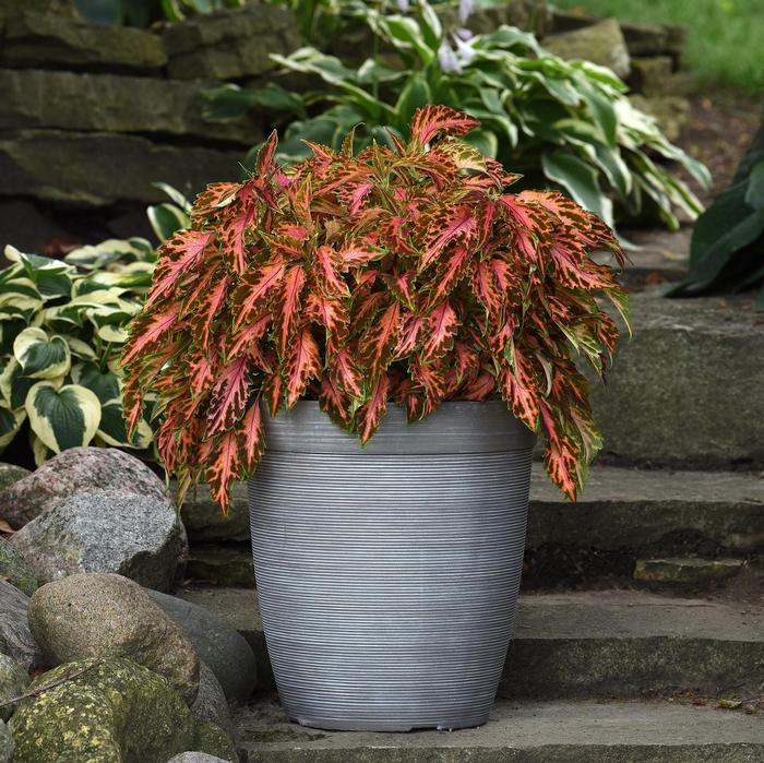 Coleus Premium Sun Coral Candy